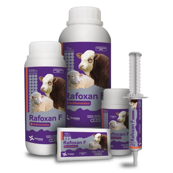 Rafoxan F_Mesa de trabajo 1 Rafoxan F